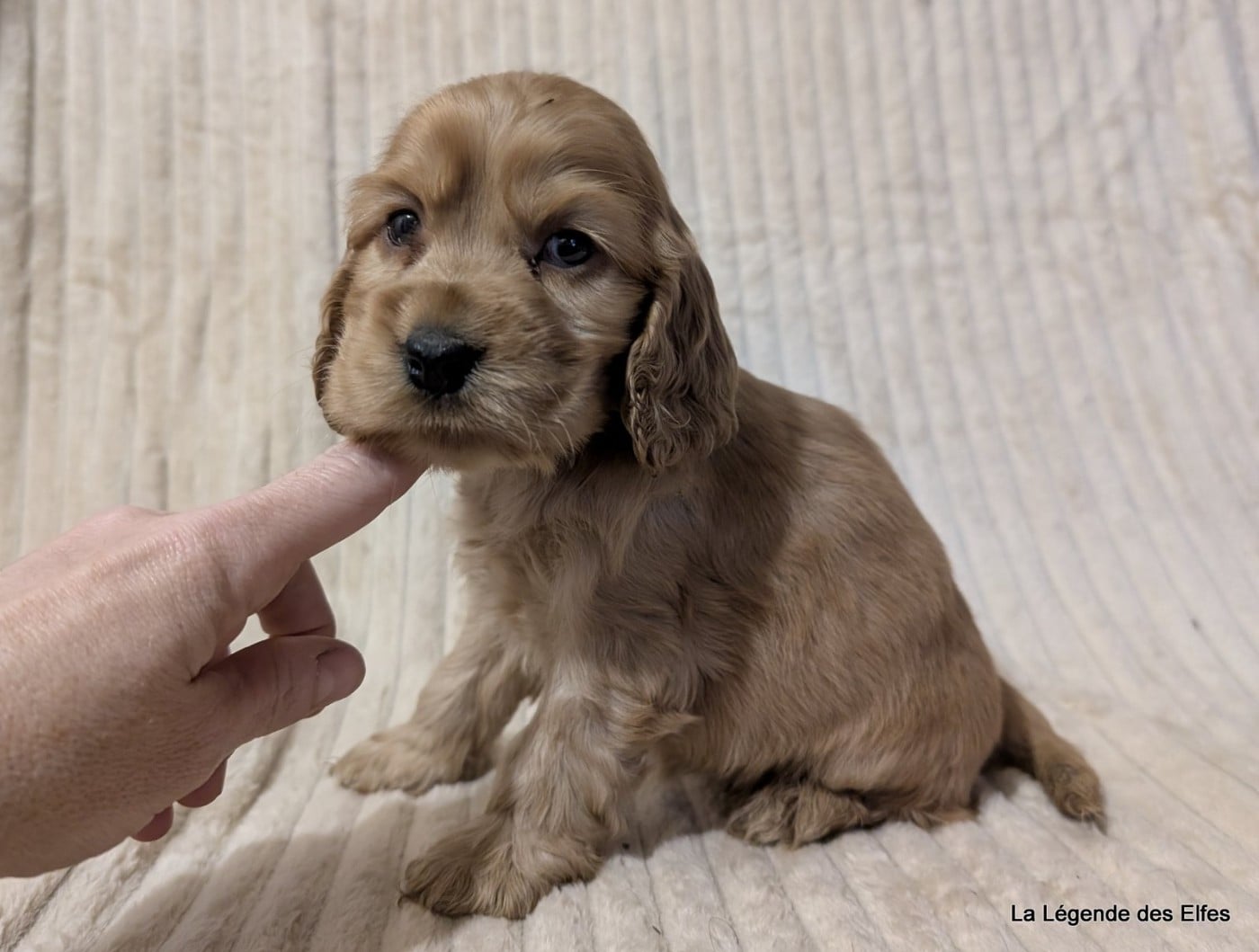 A---de la Légende des Elfes