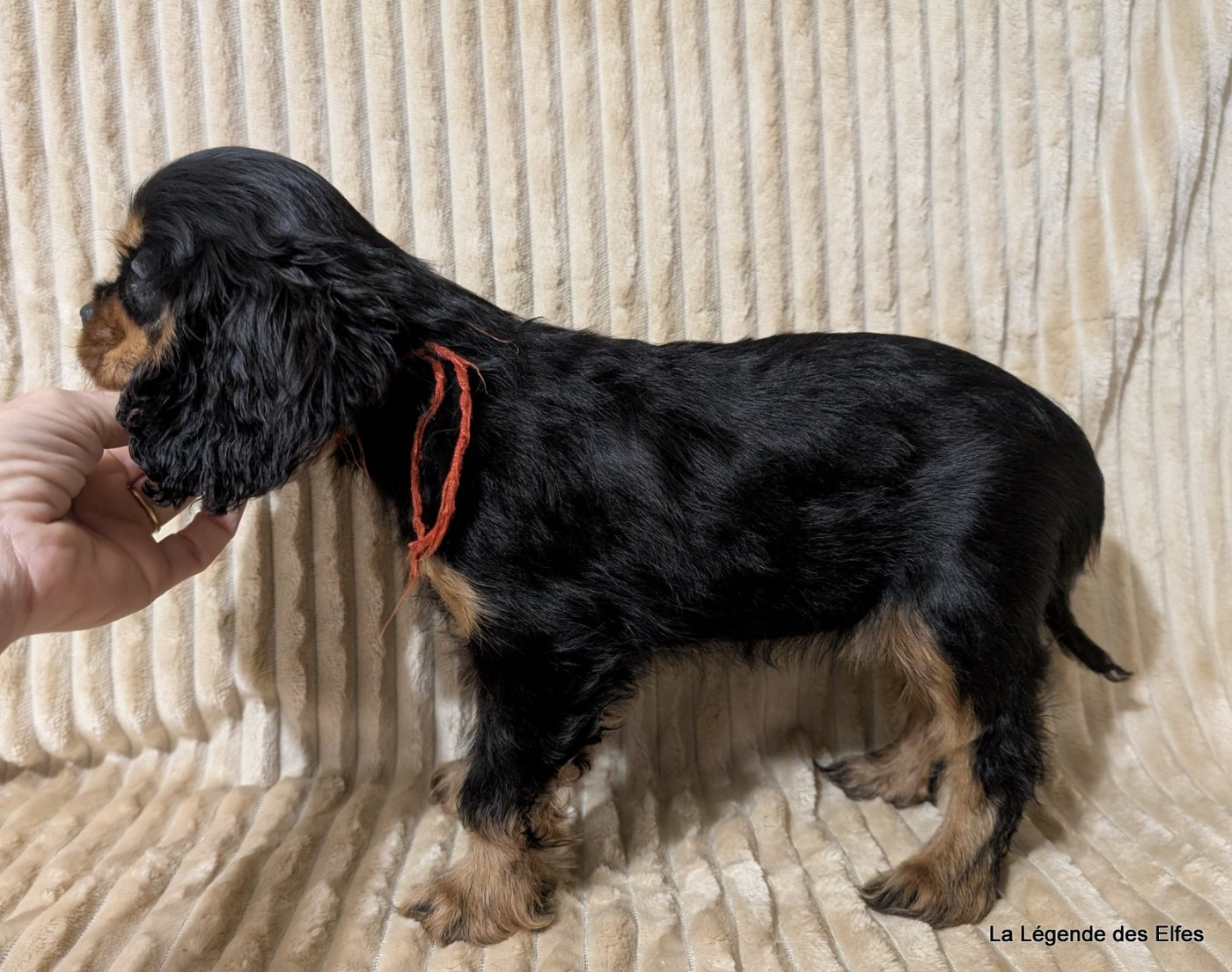 Anoye de la Légende des Elfes