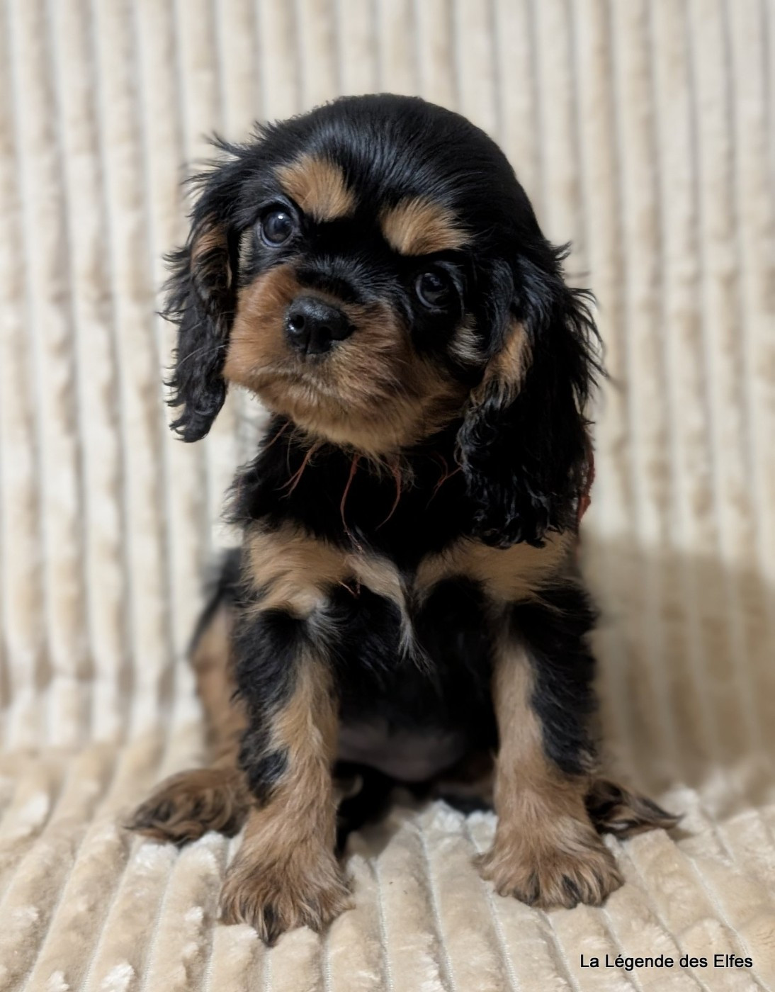 Anoye de la Légende des Elfes