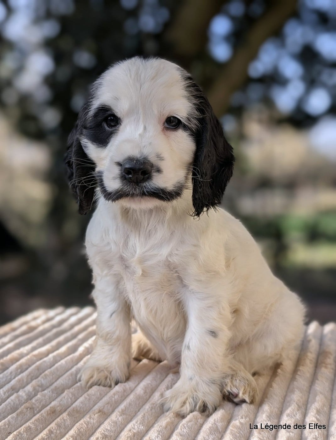 Andy de la Légende des Elfes