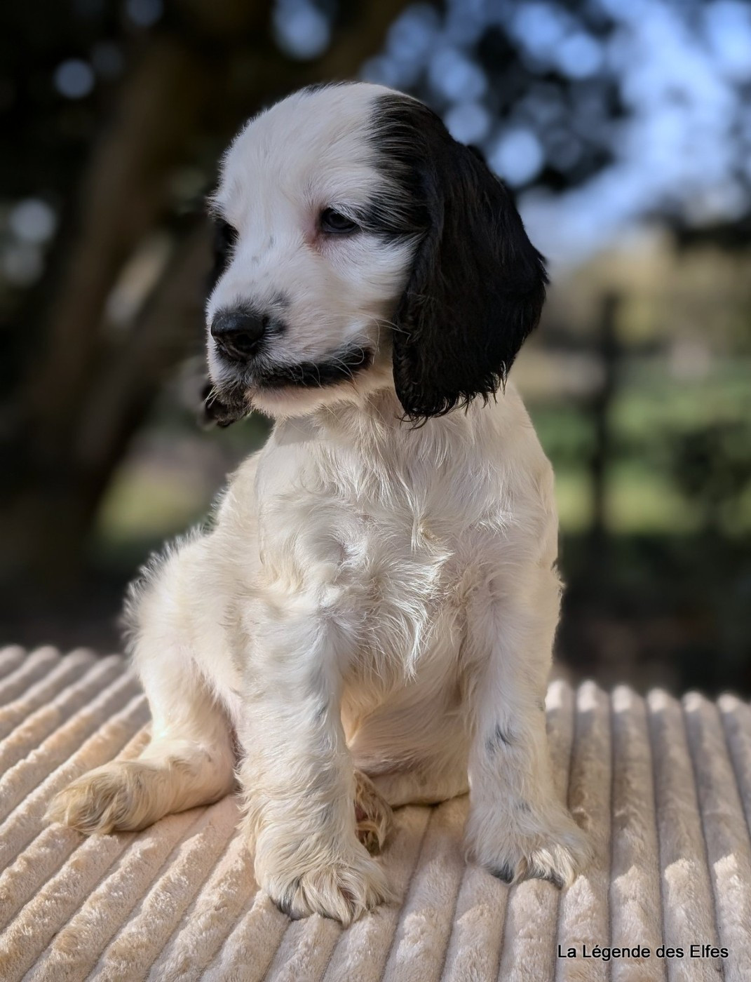 Andy de la Légende des Elfes