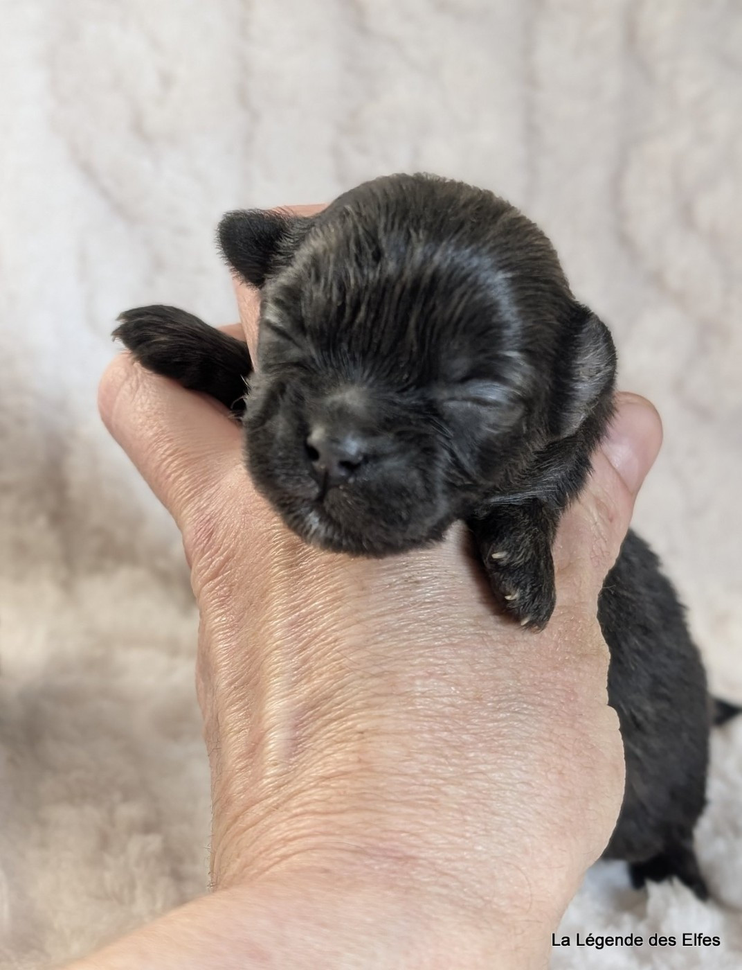 B----de la Légende des Elfes