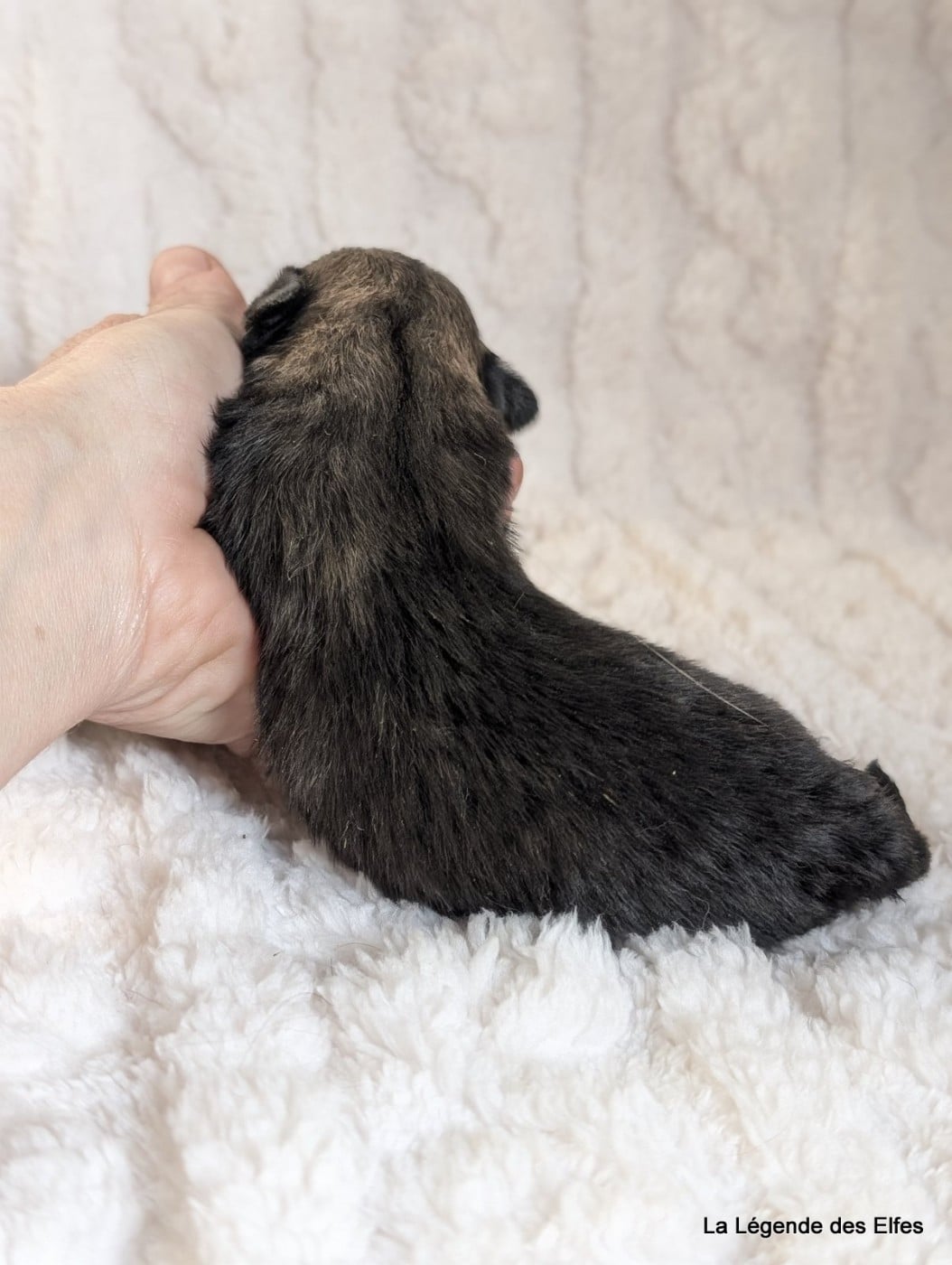 B----de la Légende des Elfes