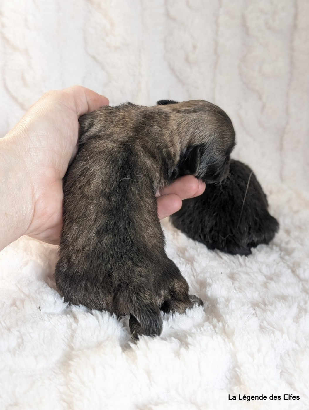 B----de la Légende des Elfes