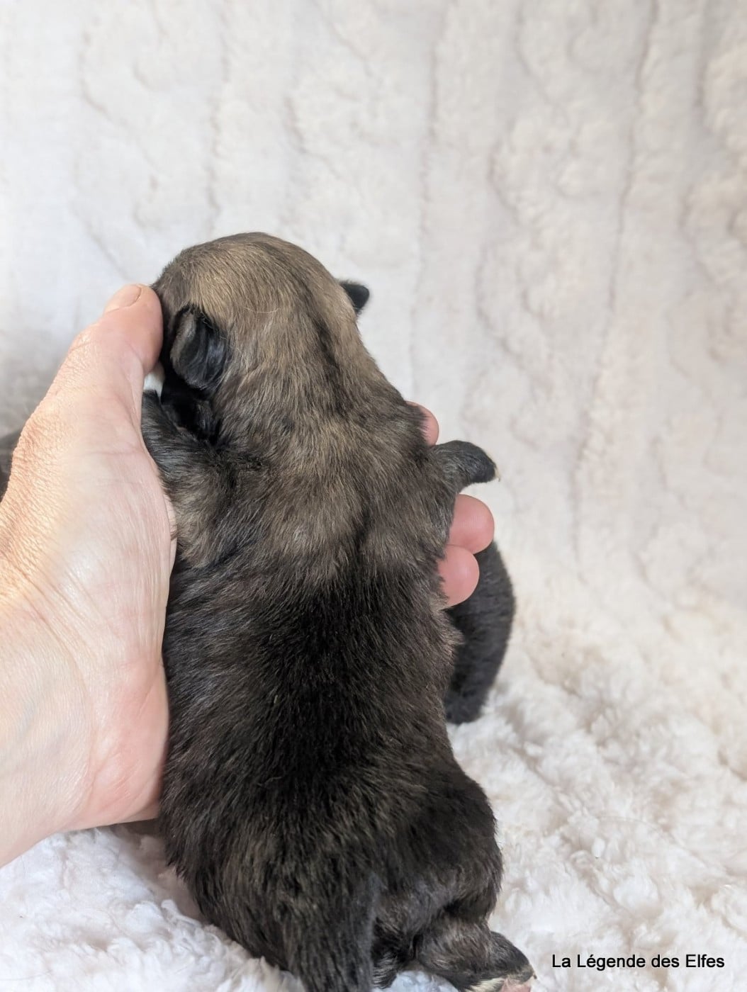 B----de la Légende des Elfes