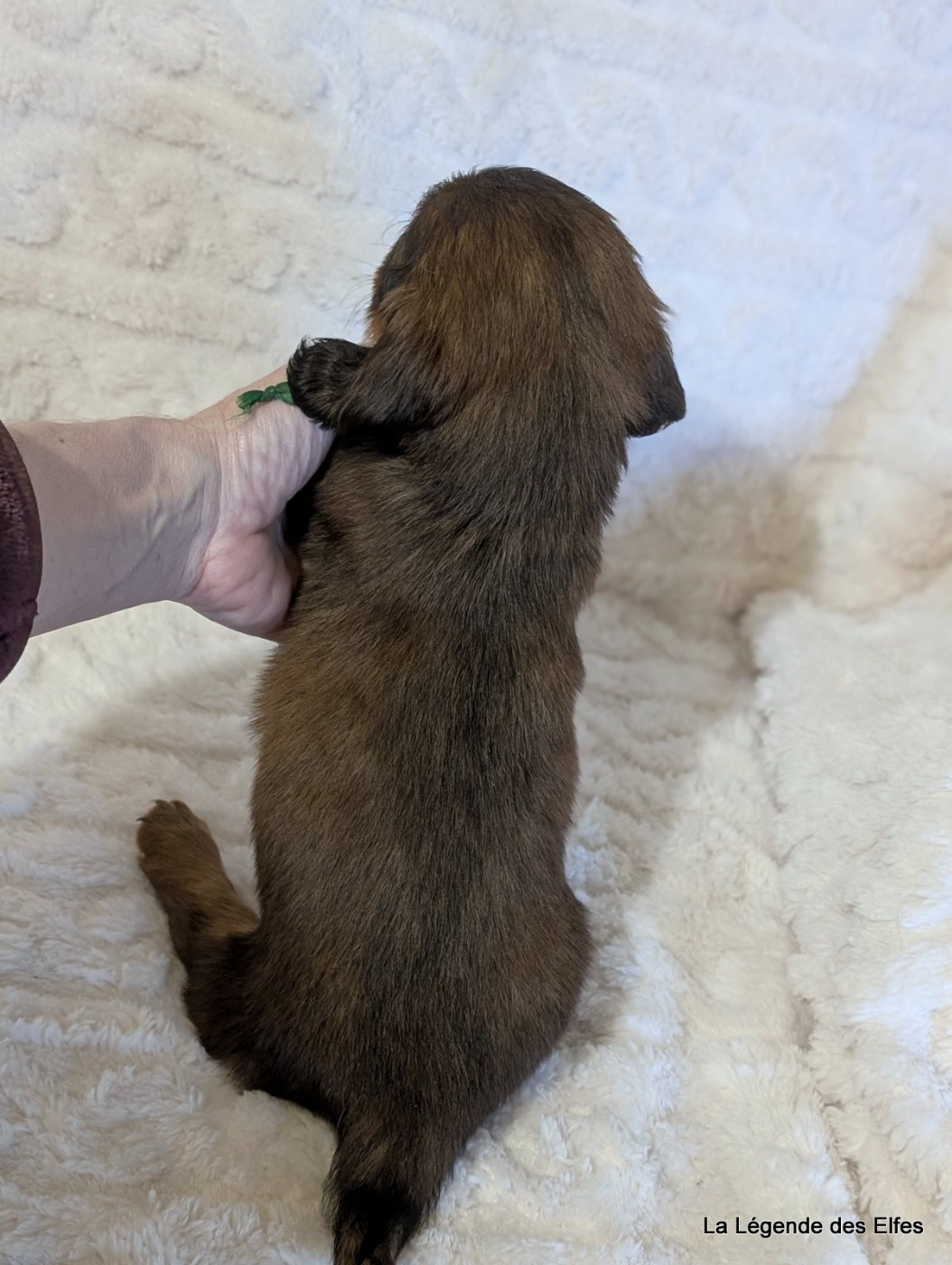 B----de la Légende des Elfes