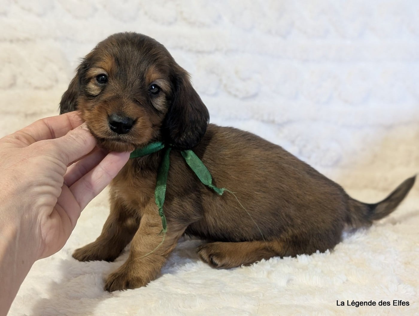 B----de la Légende des Elfes