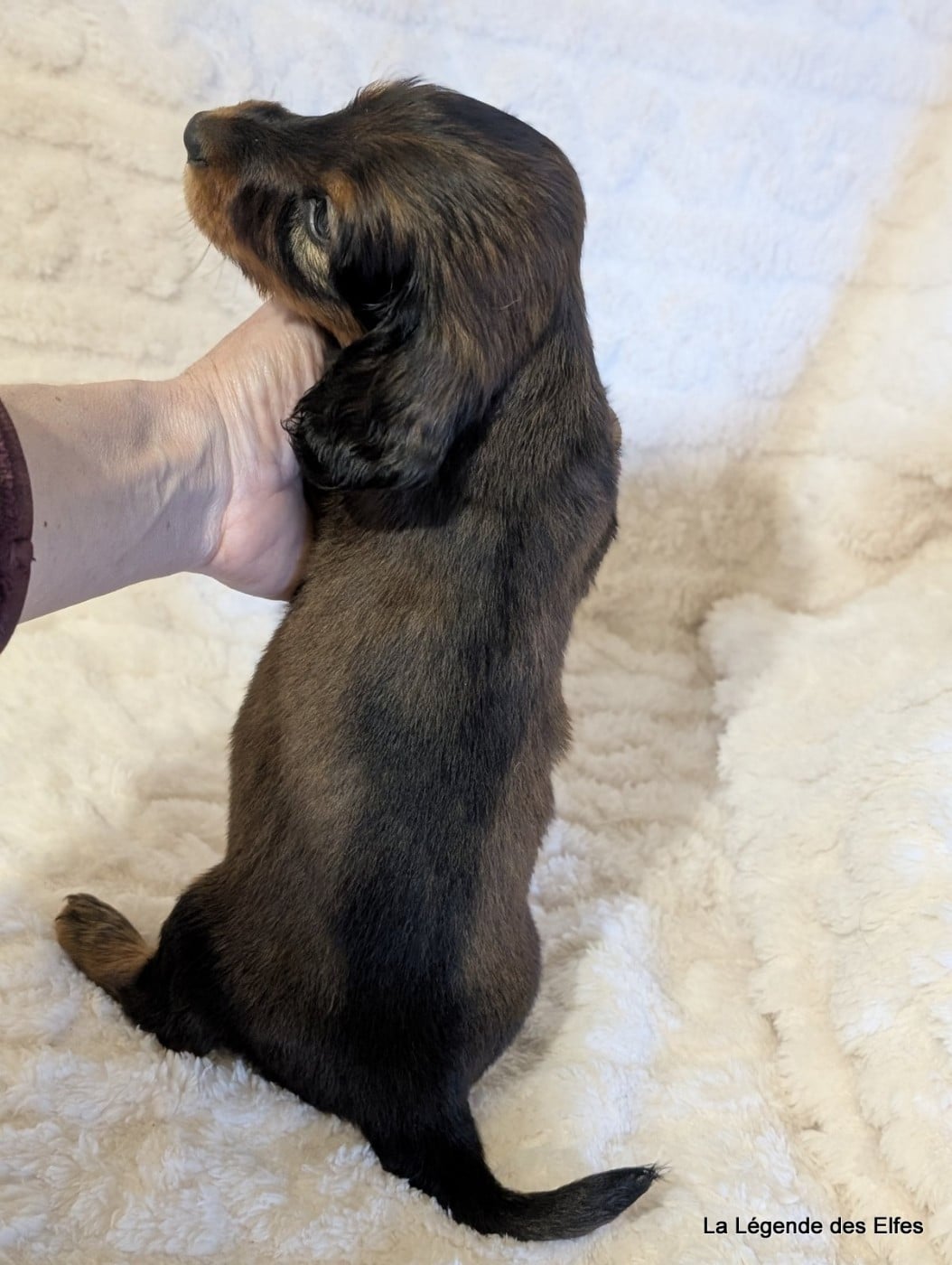 B----de la Légende des Elfes