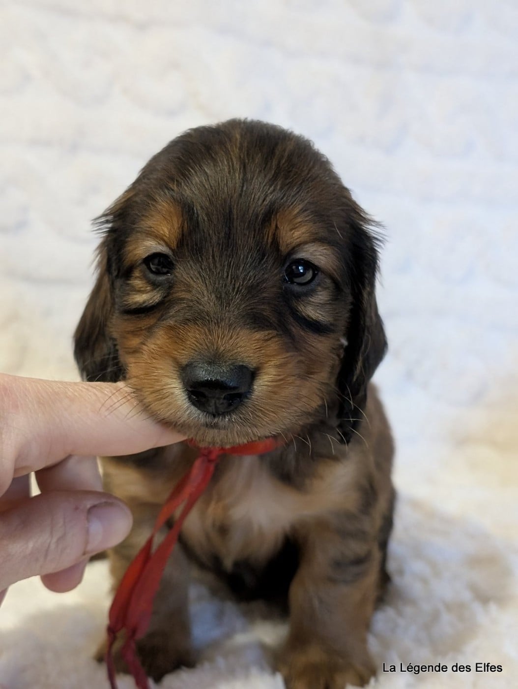 B----de la Légende des Elfes