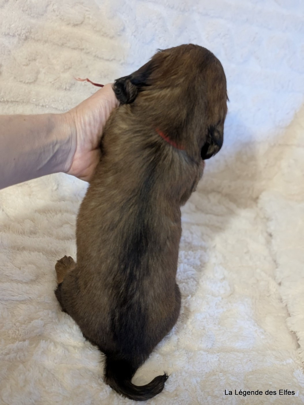 B----de la Légende des Elfes