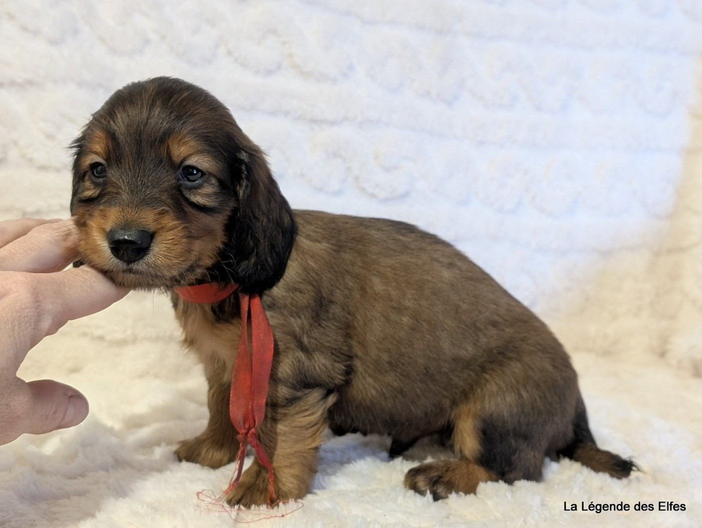 B----de la Légende des Elfes