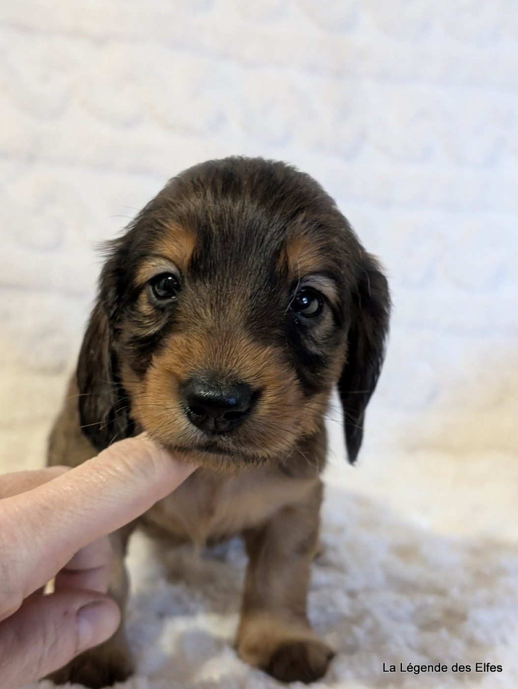 B----de la Légende des Elfes