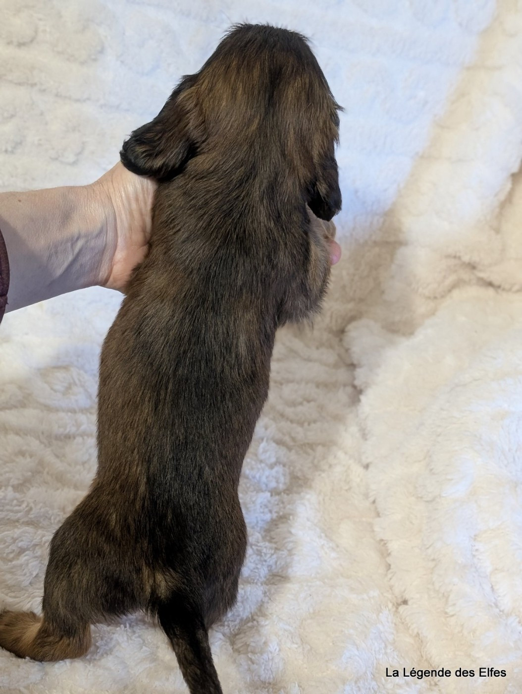 B----de la Légende des Elfes