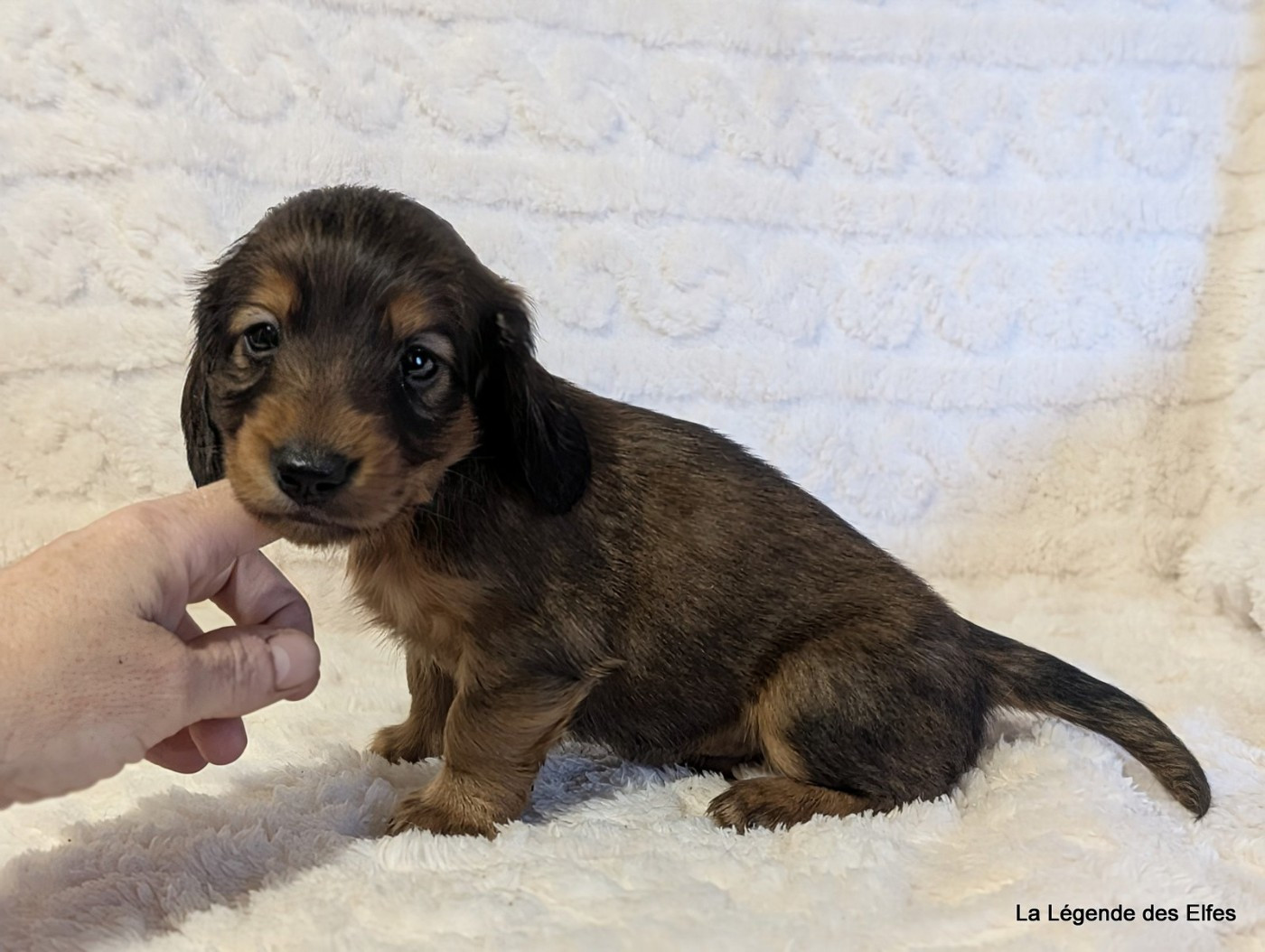 B----de la Légende des Elfes