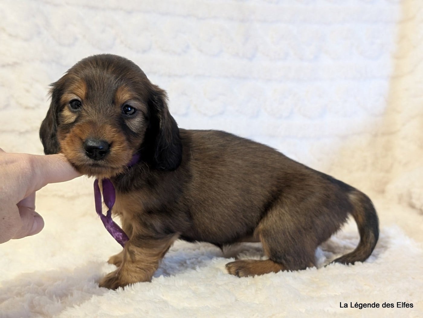 B----de la Légende des Elfes