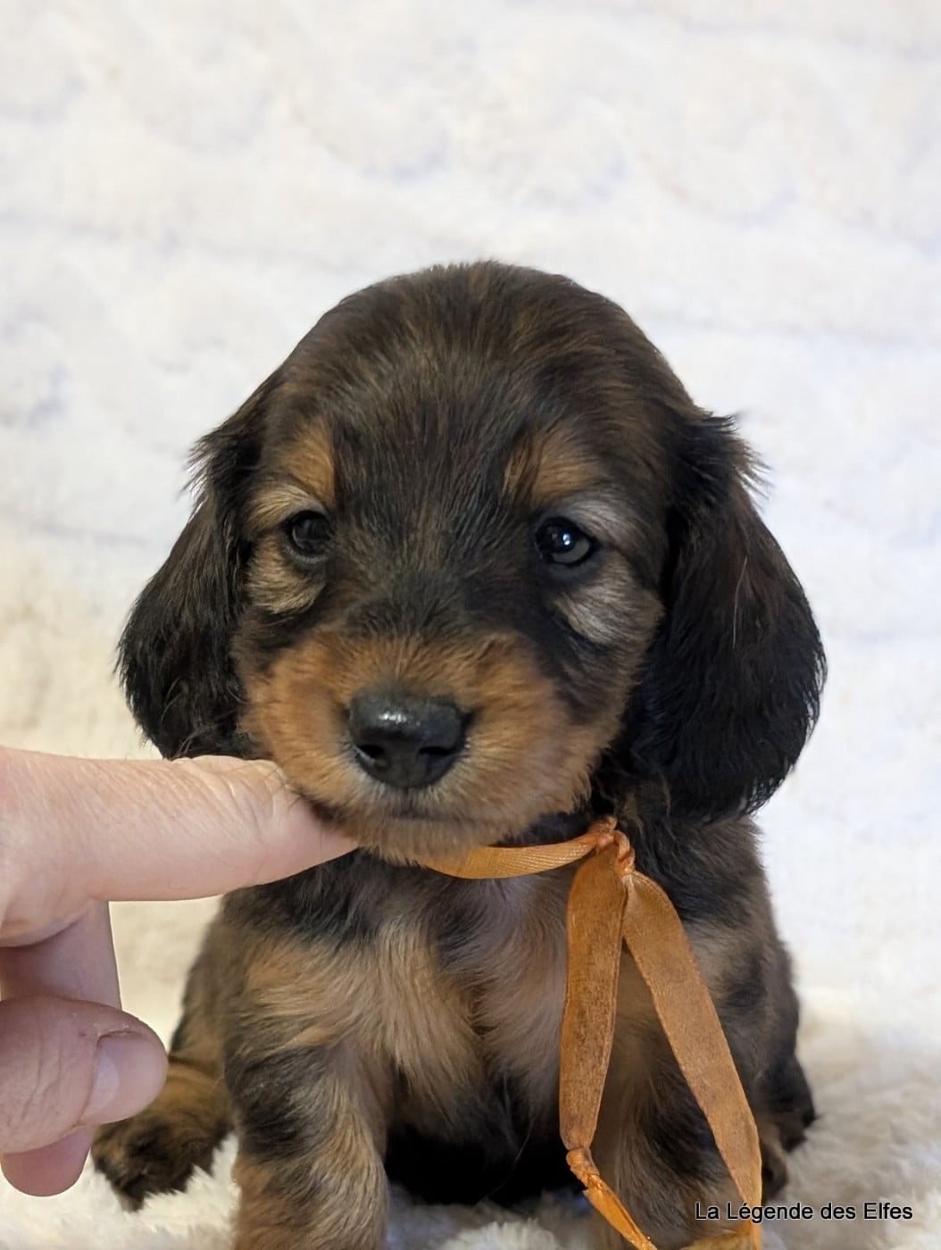 B----de la Légende des Elfes