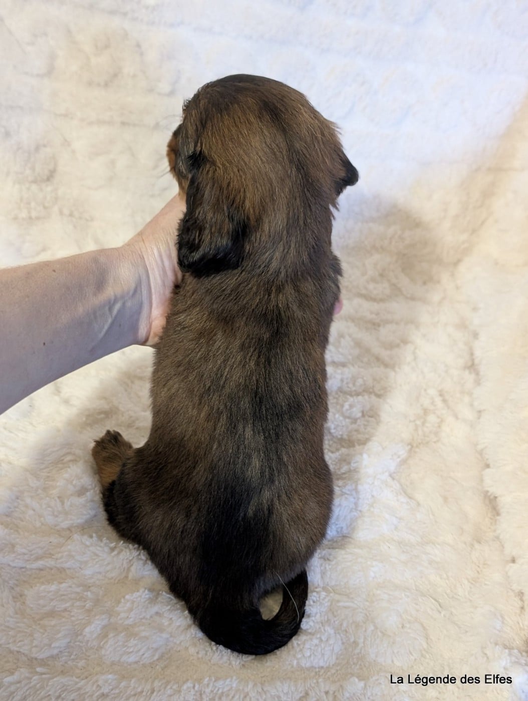 B----de la Légende des Elfes