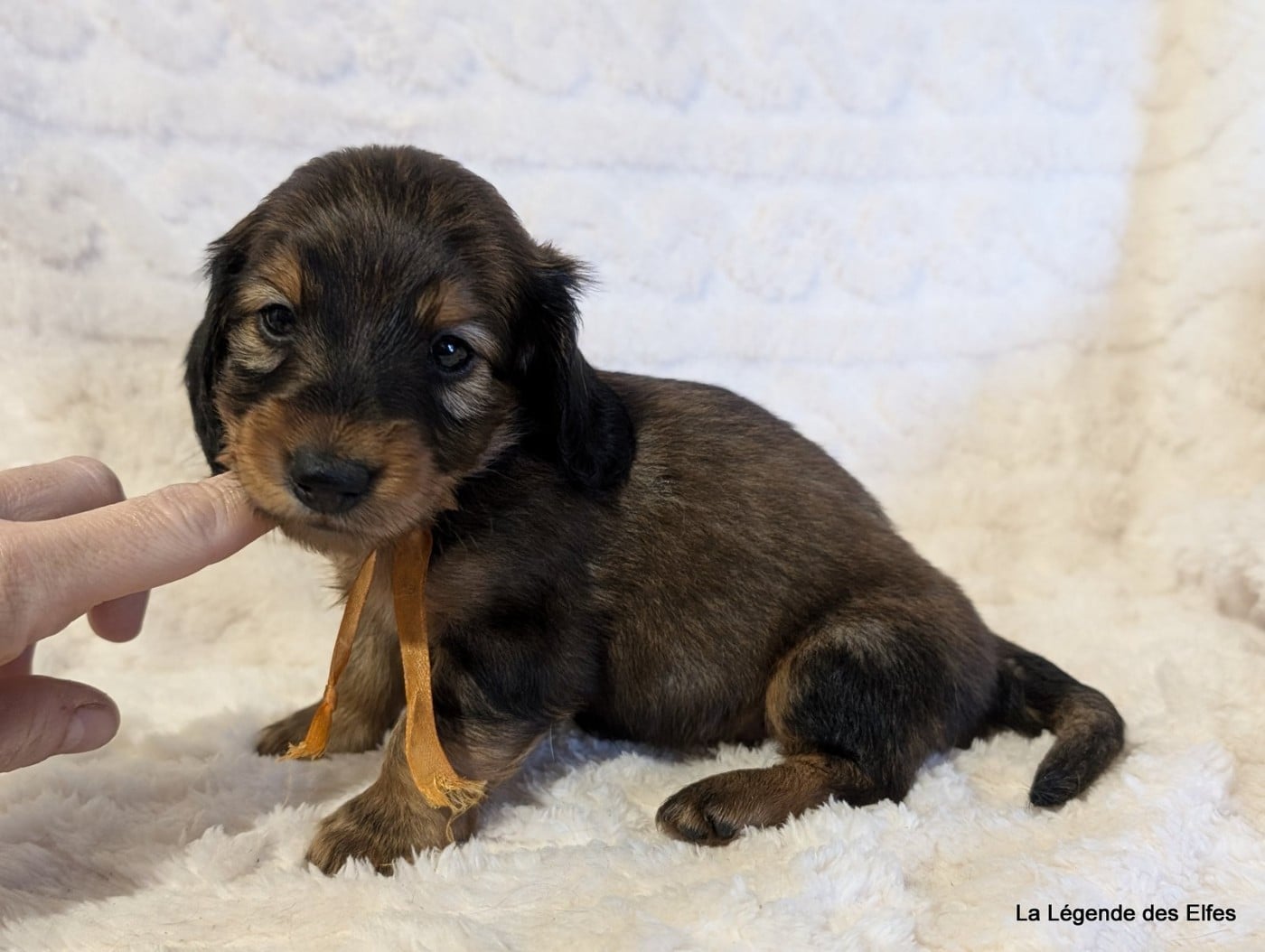 B----de la Légende des Elfes