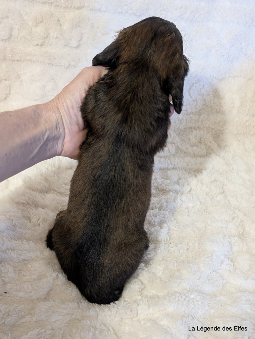 B----de la Légende des Elfes