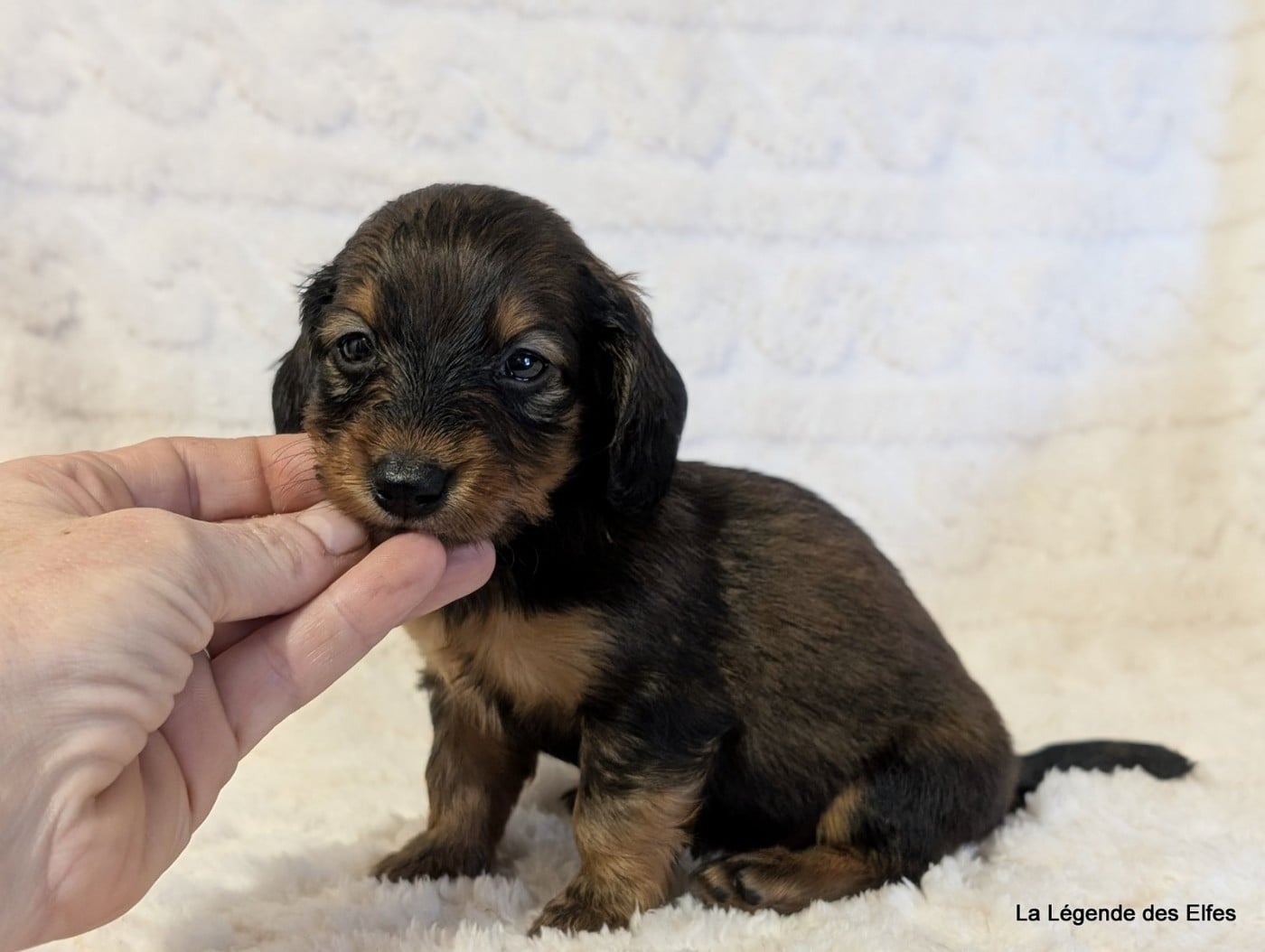 B----de la Légende des Elfes