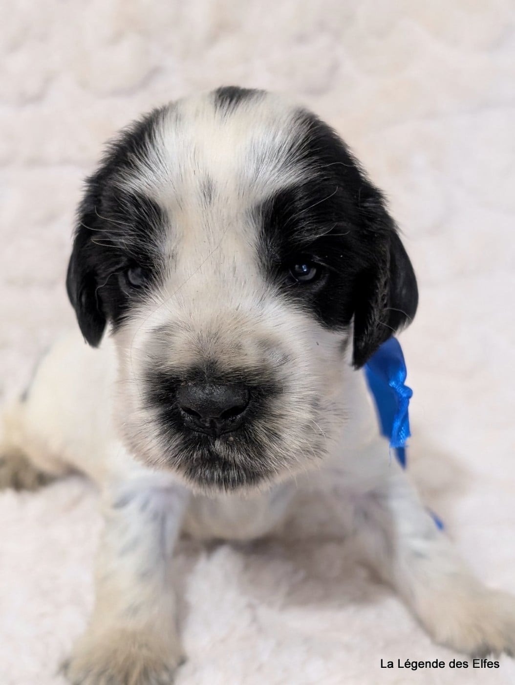 B----de la Légende des Elfes