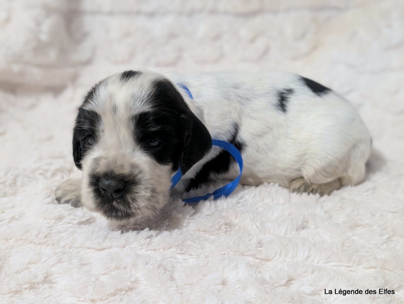 B----de la Légende des Elfes