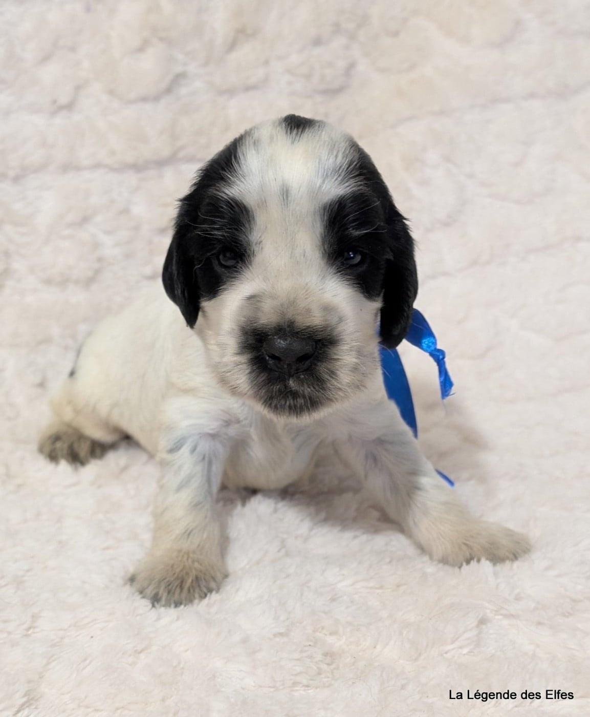 B----de la Légende des Elfes