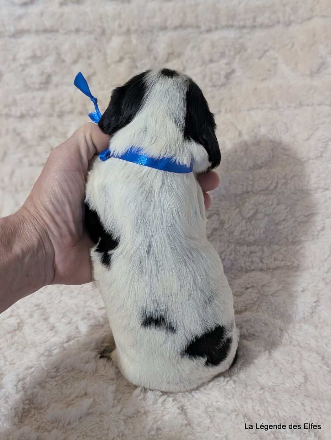 B----de la Légende des Elfes