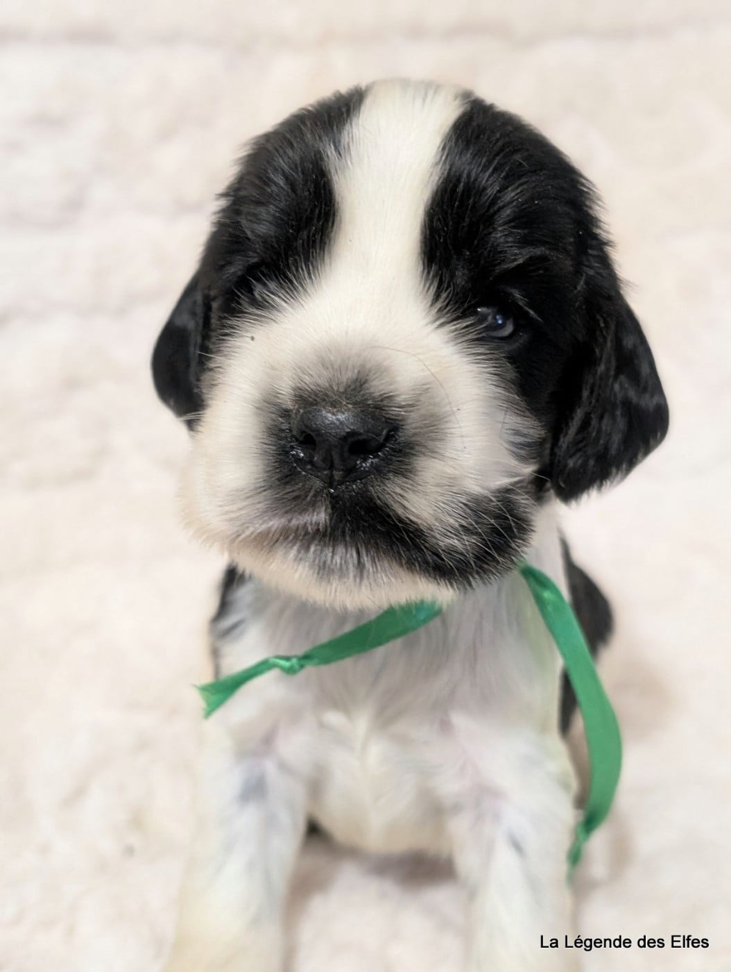 B----de la Légende des Elfes