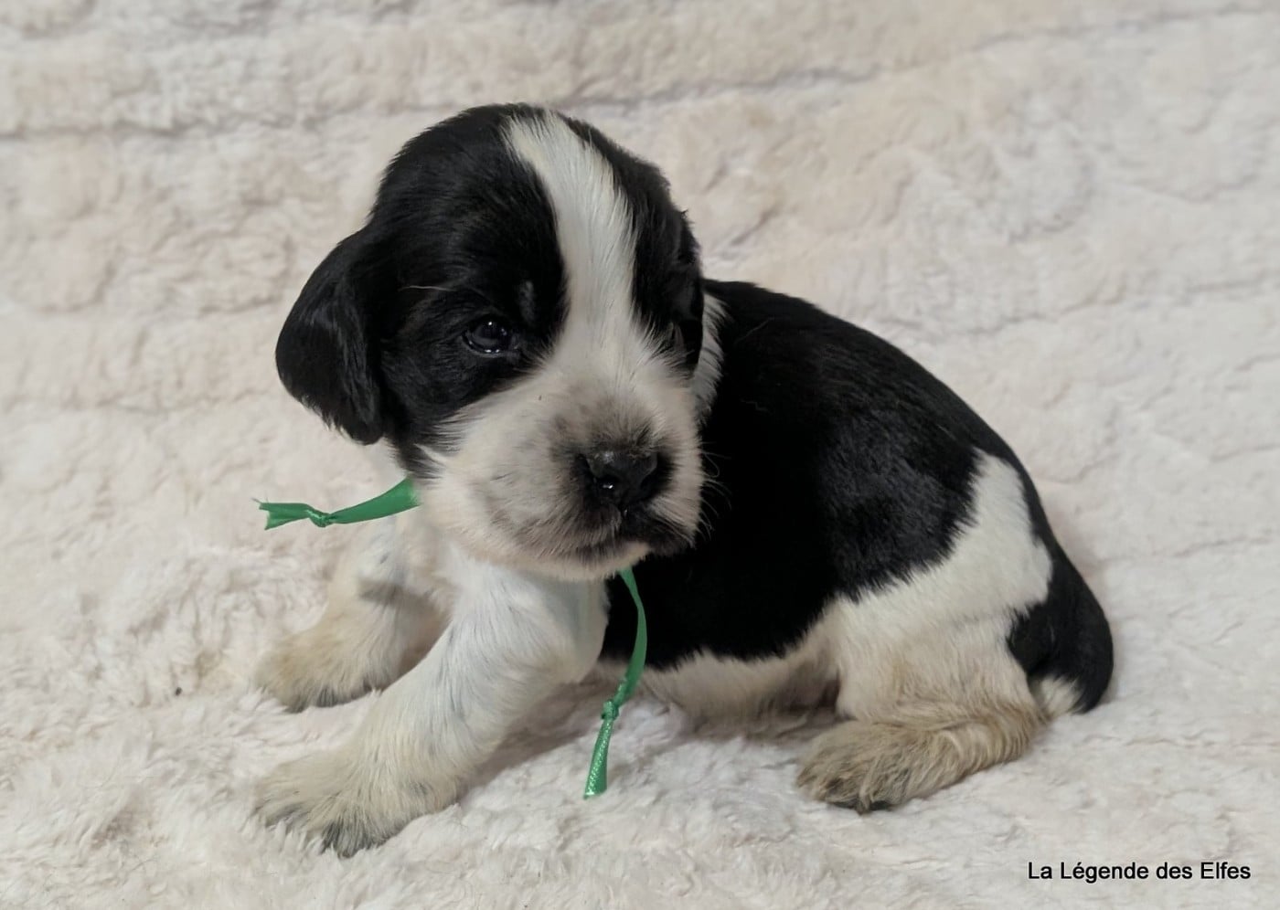 B----de la Légende des Elfes