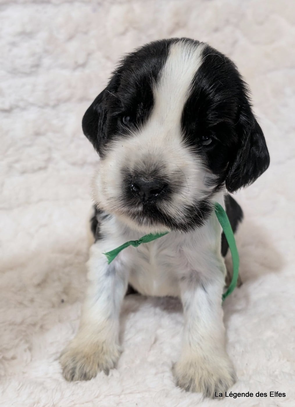 B----de la Légende des Elfes