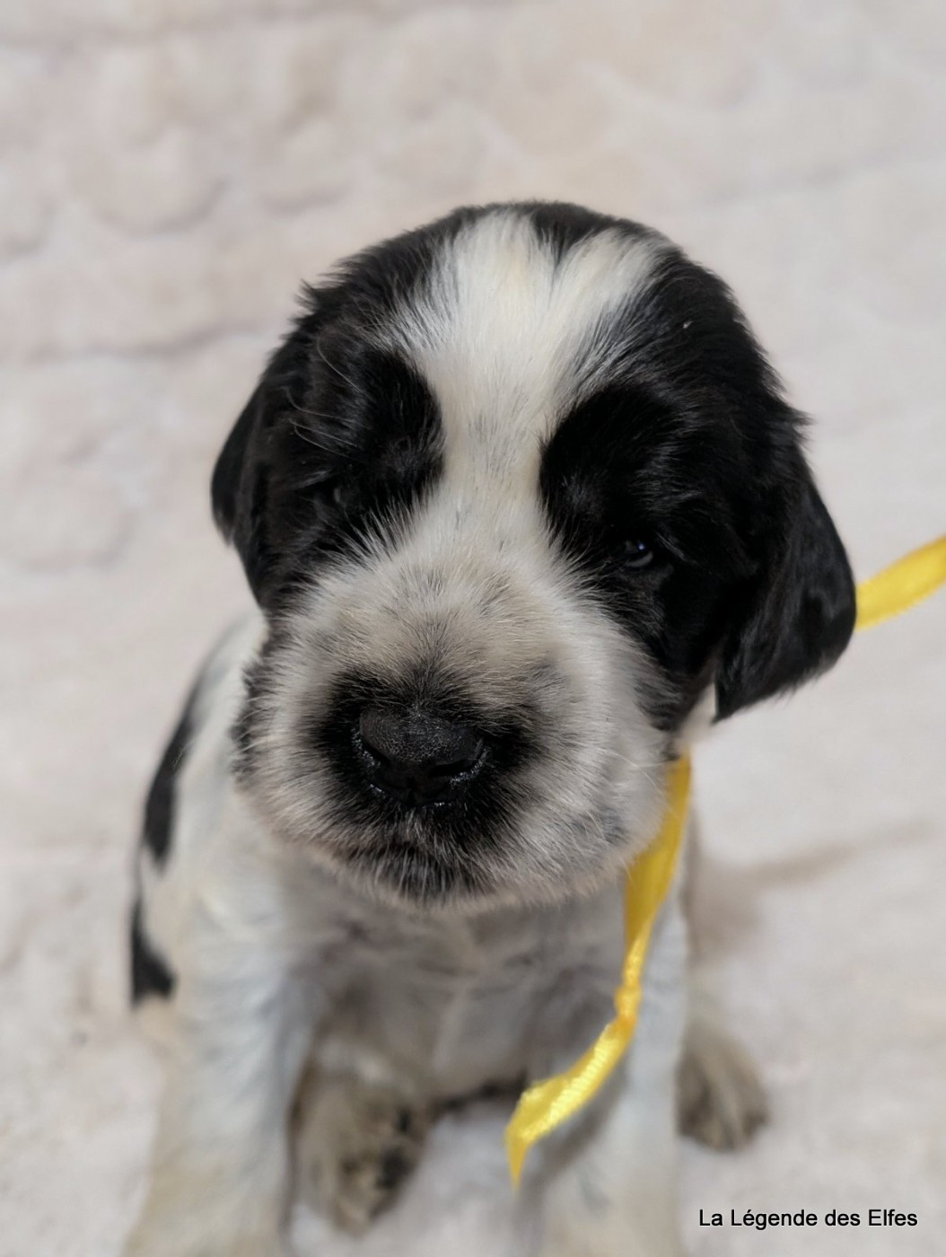 B----de la Légende des Elfes