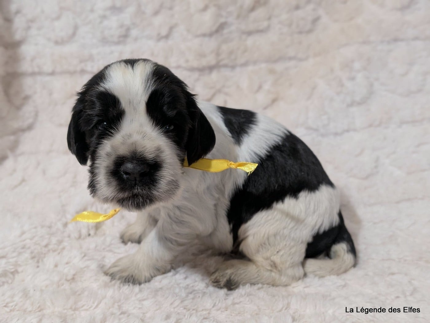 B----de la Légende des Elfes