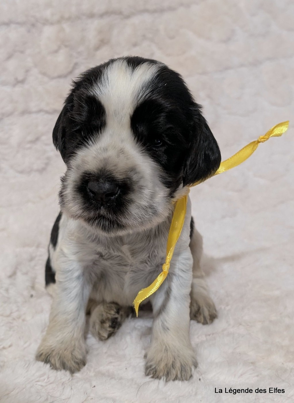 B----de la Légende des Elfes