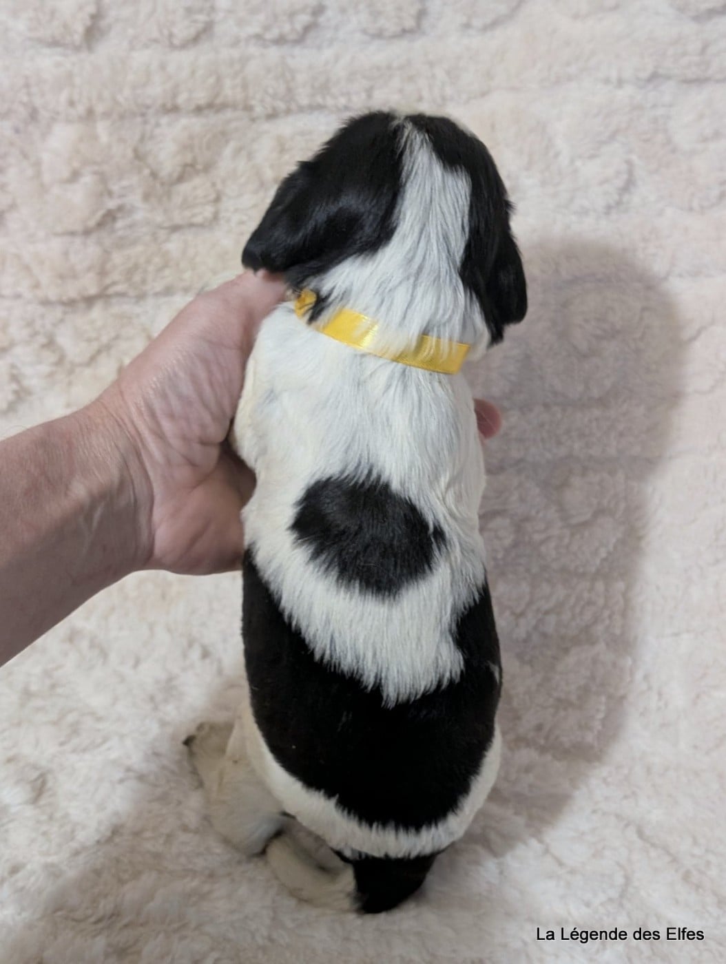 B----de la Légende des Elfes