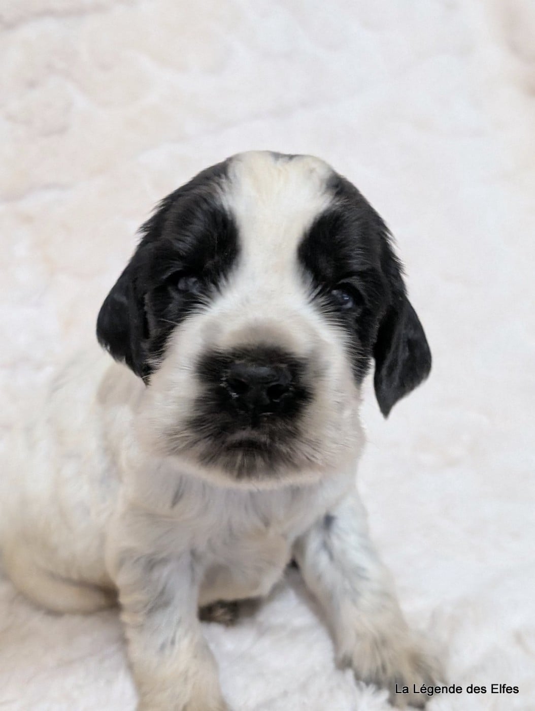 B----de la Légende des Elfes