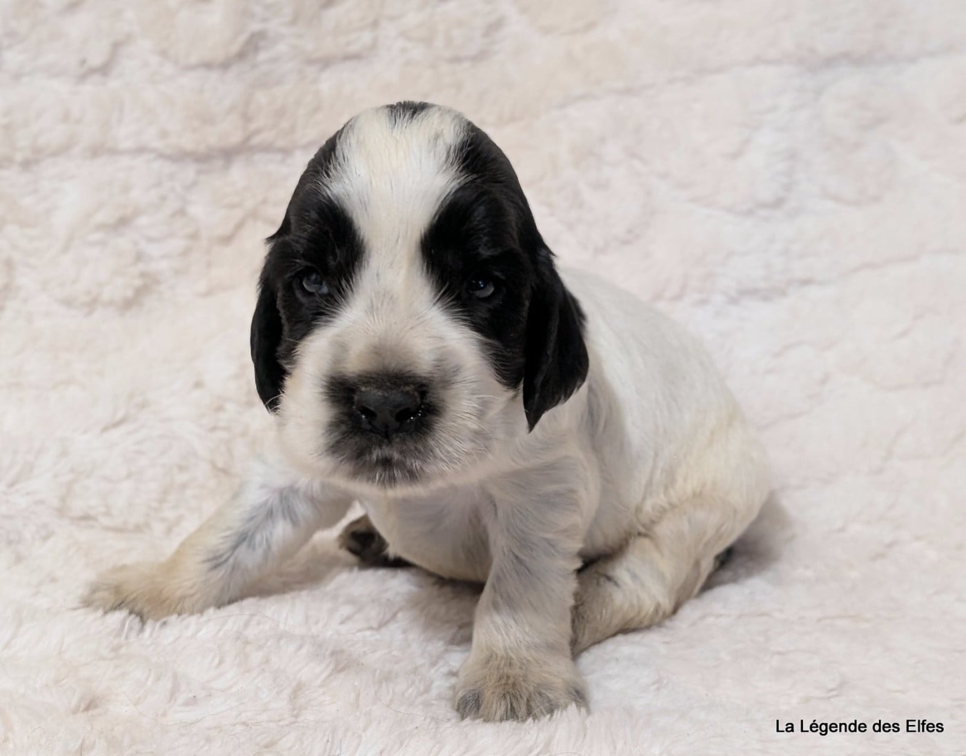 B----de la Légende des Elfes