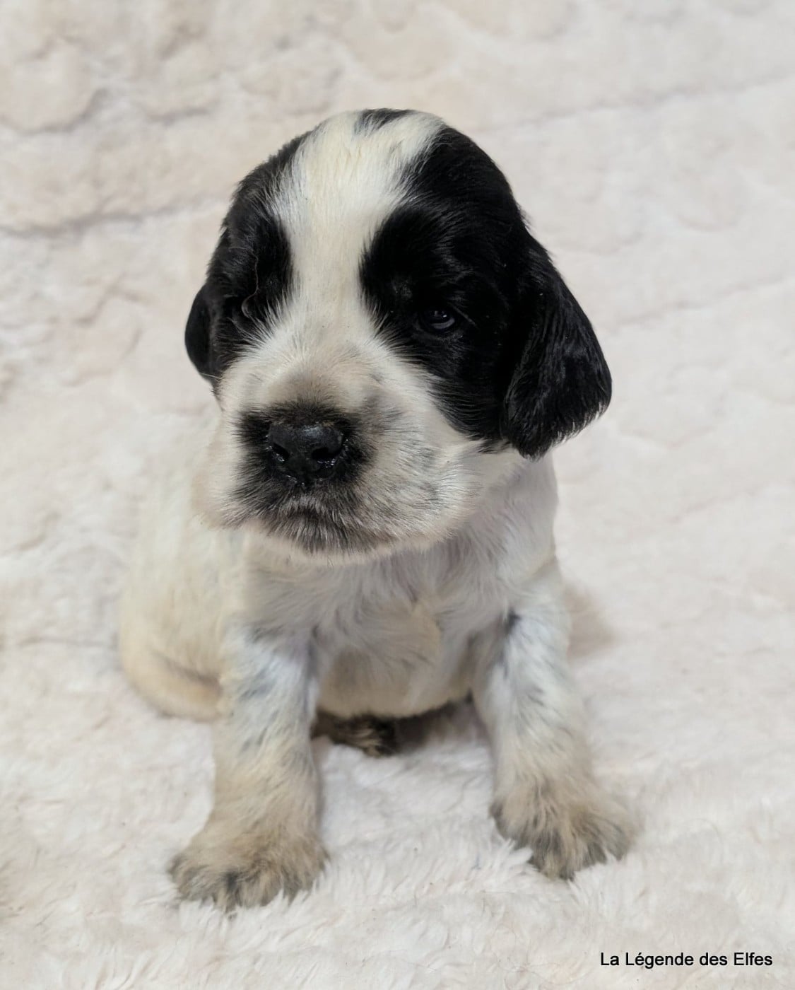 B----de la Légende des Elfes