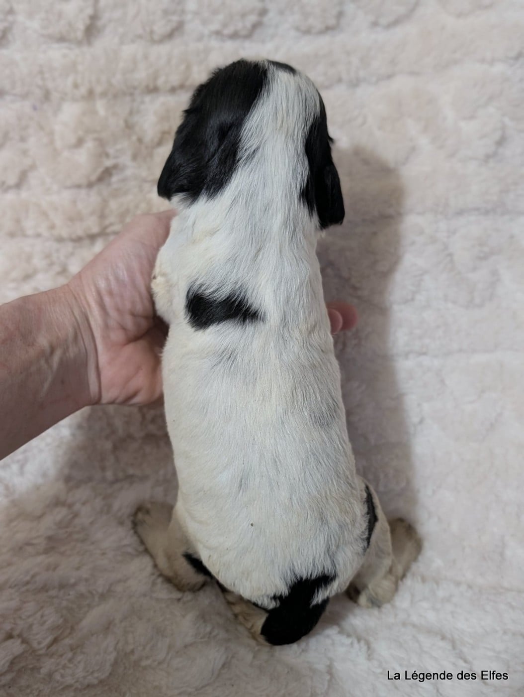 B----de la Légende des Elfes