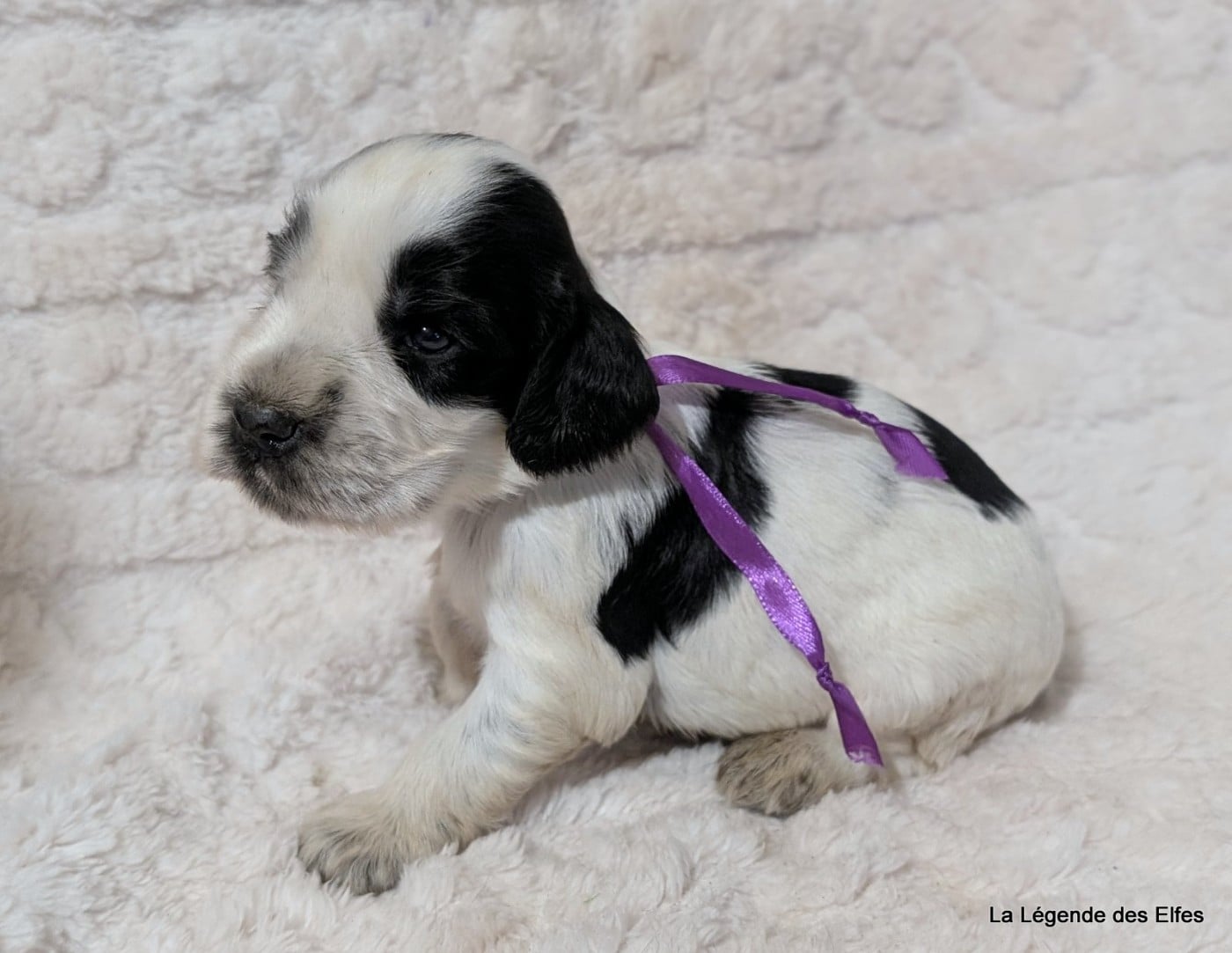 B----de la Légende des Elfes