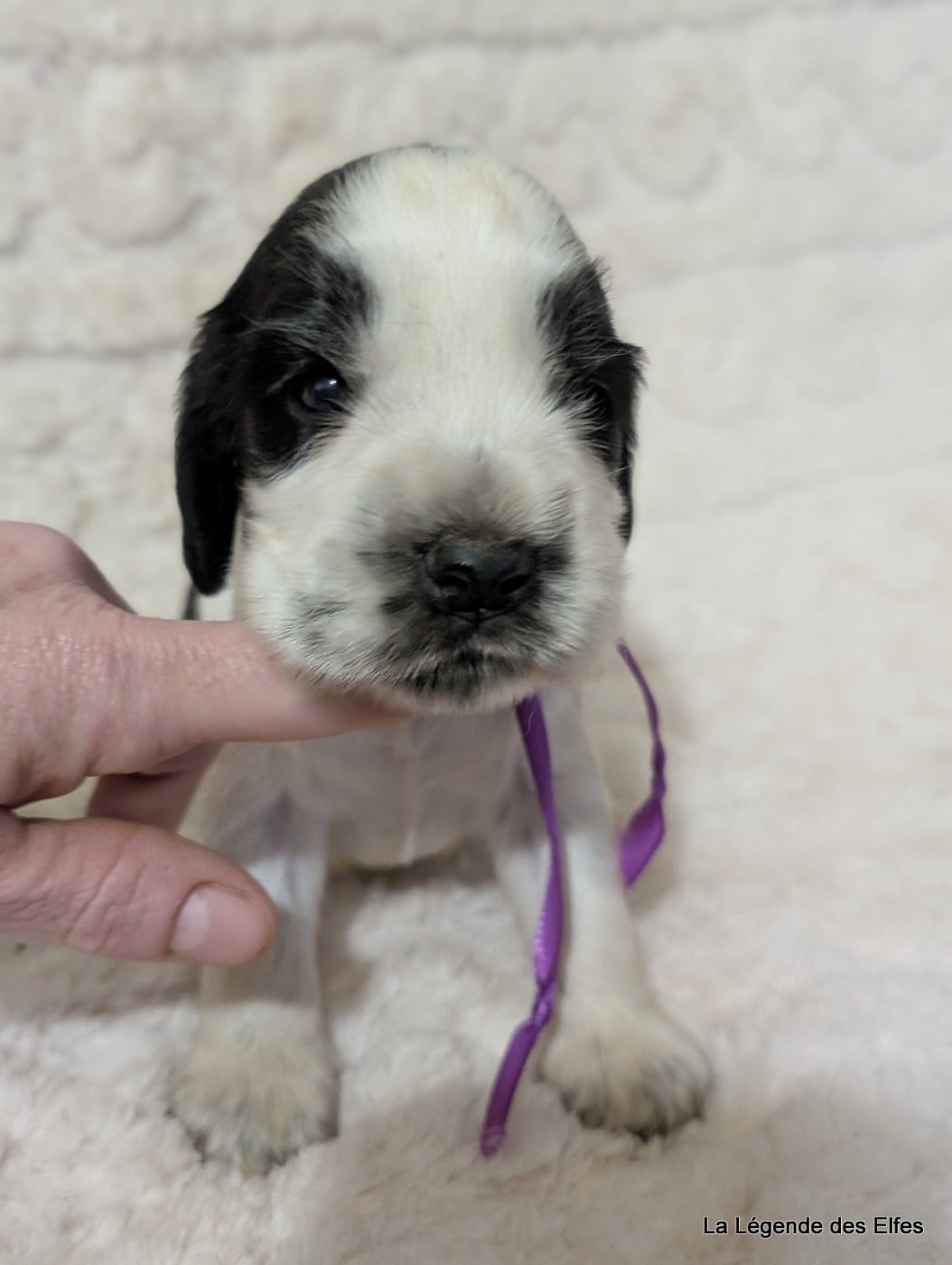 B----de la Légende des Elfes