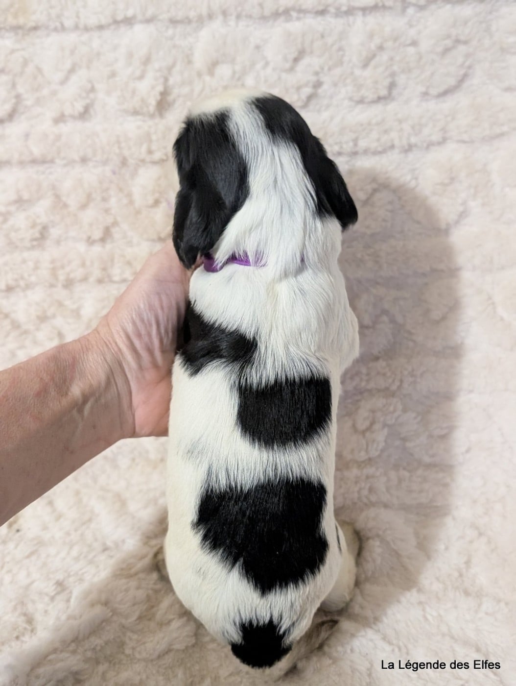 B----de la Légende des Elfes