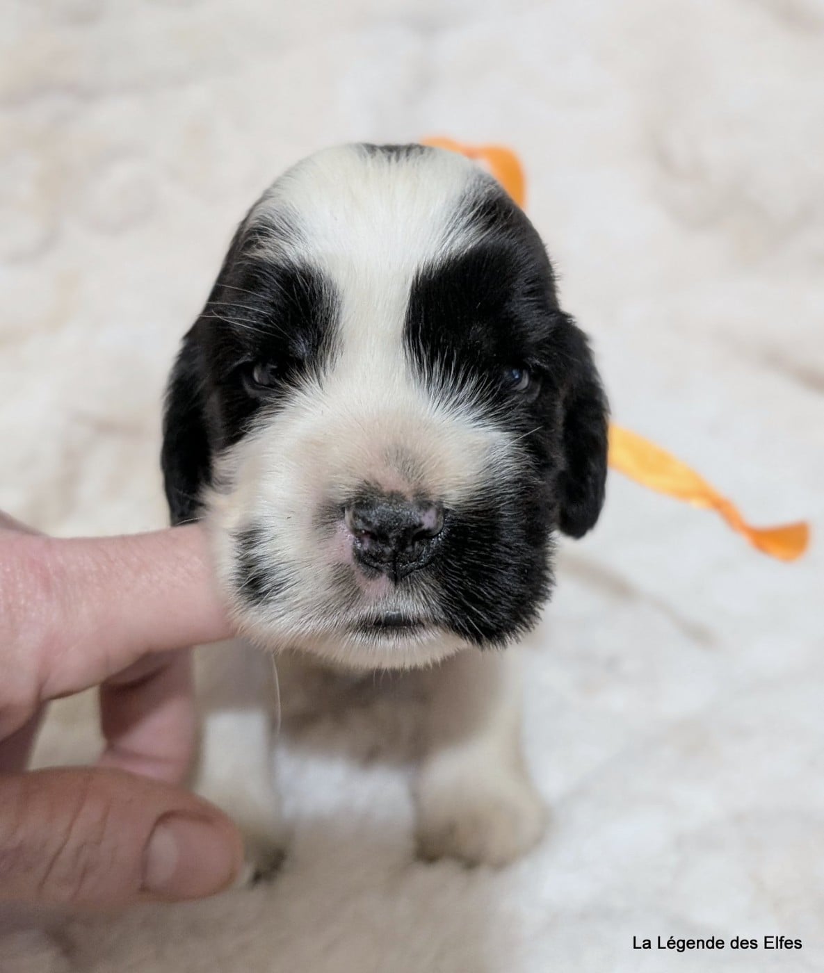 B----de la Légende des Elfes