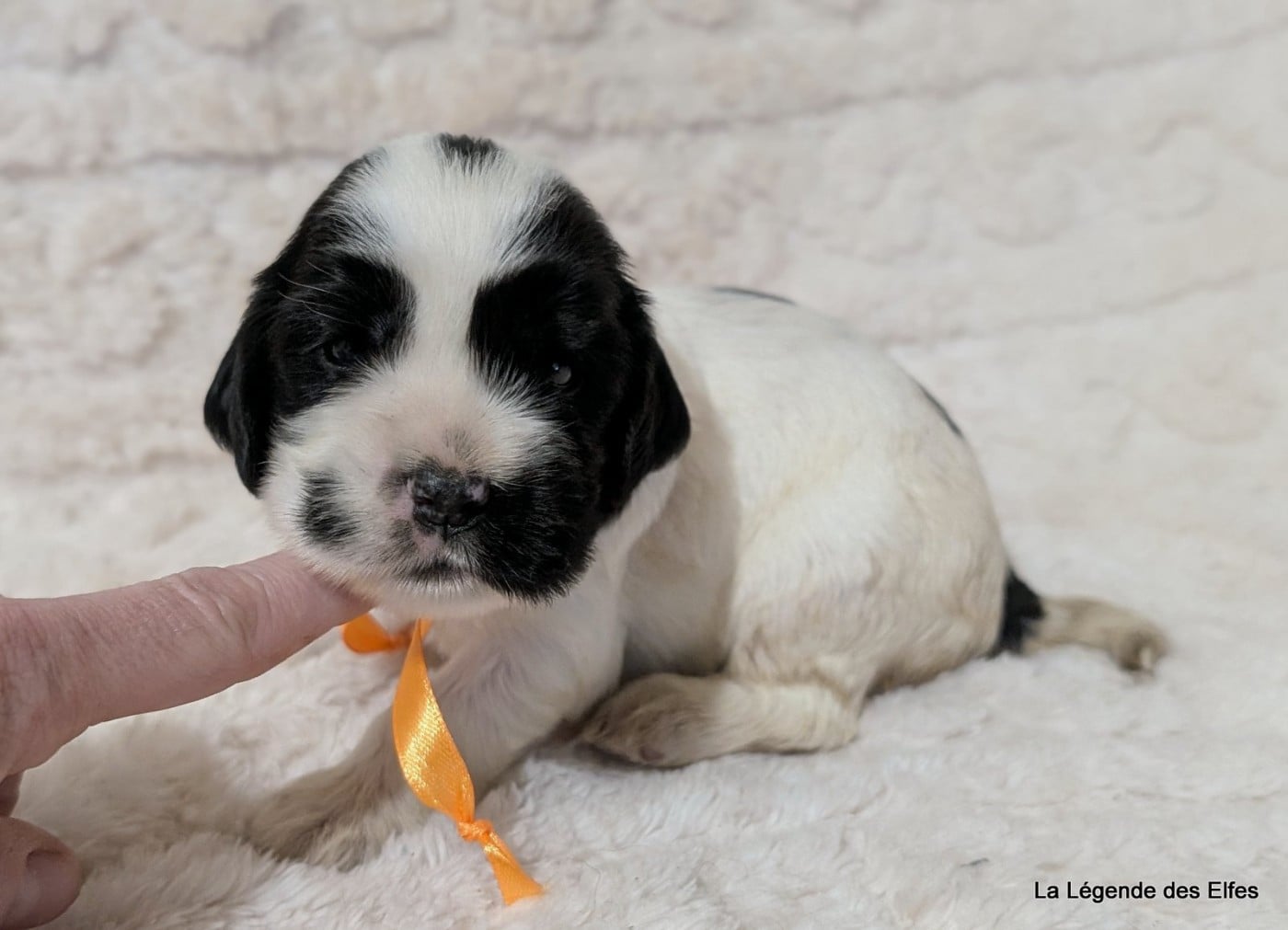 B----de la Légende des Elfes