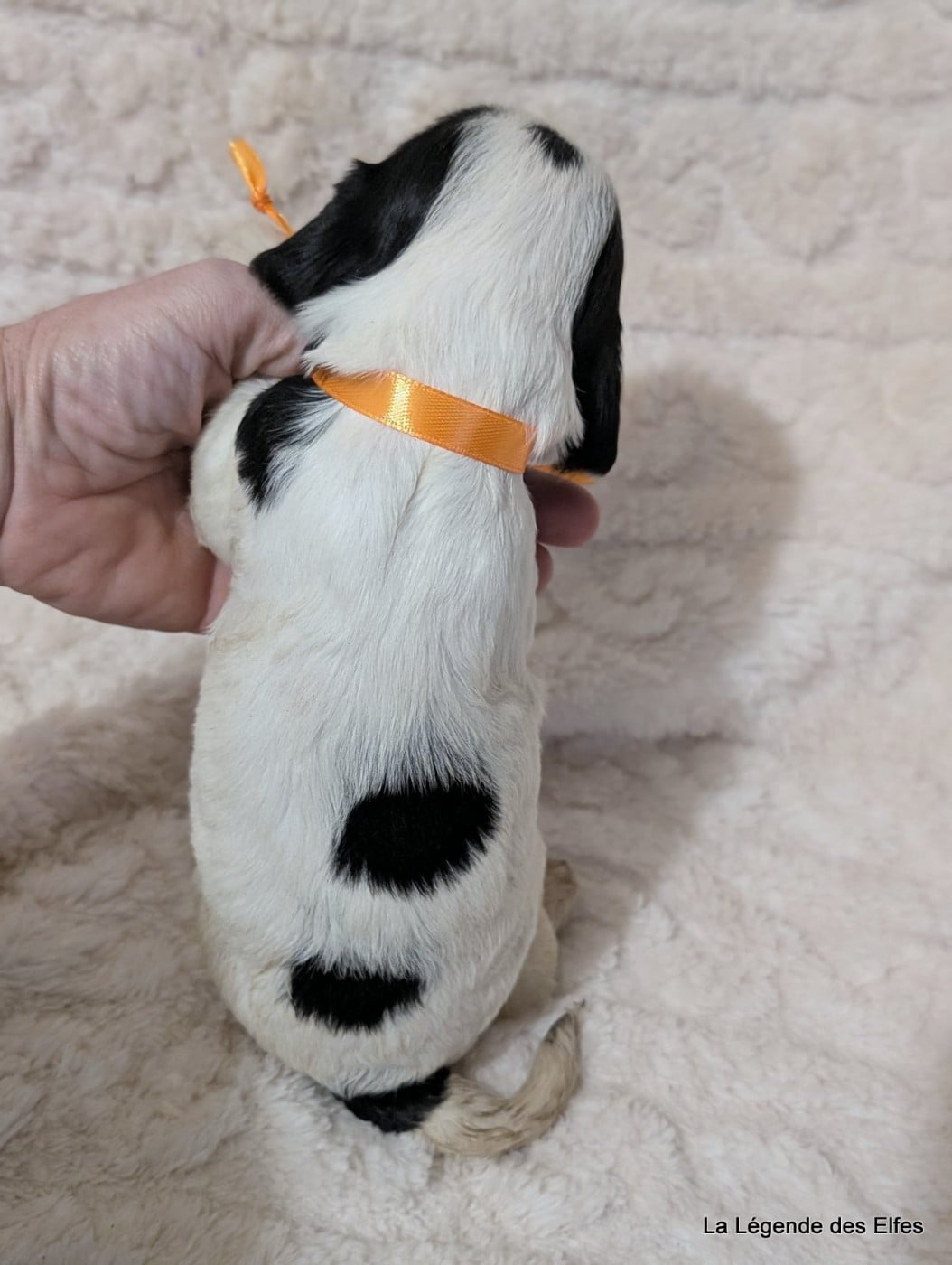 B----de la Légende des Elfes