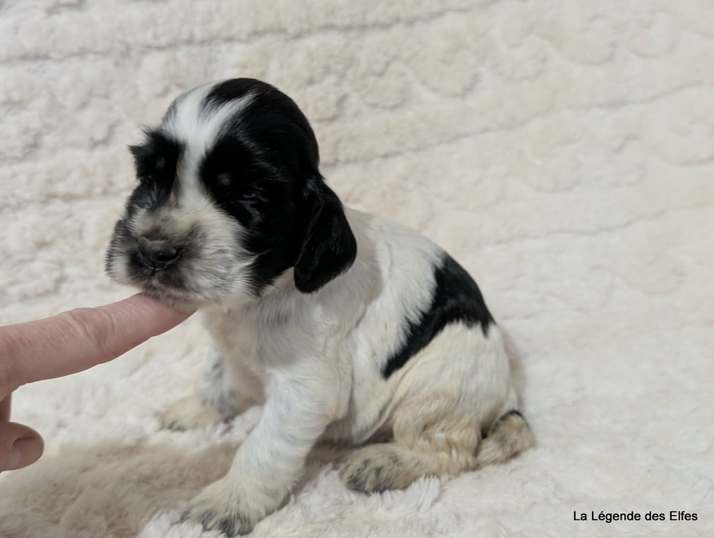 B----de la Légende des Elfes