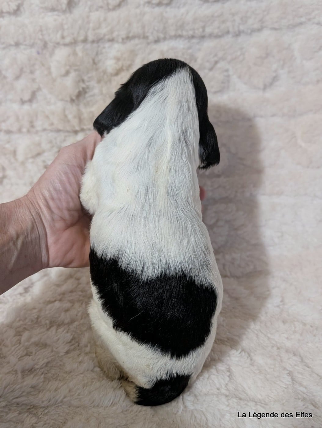 B----de la Légende des Elfes