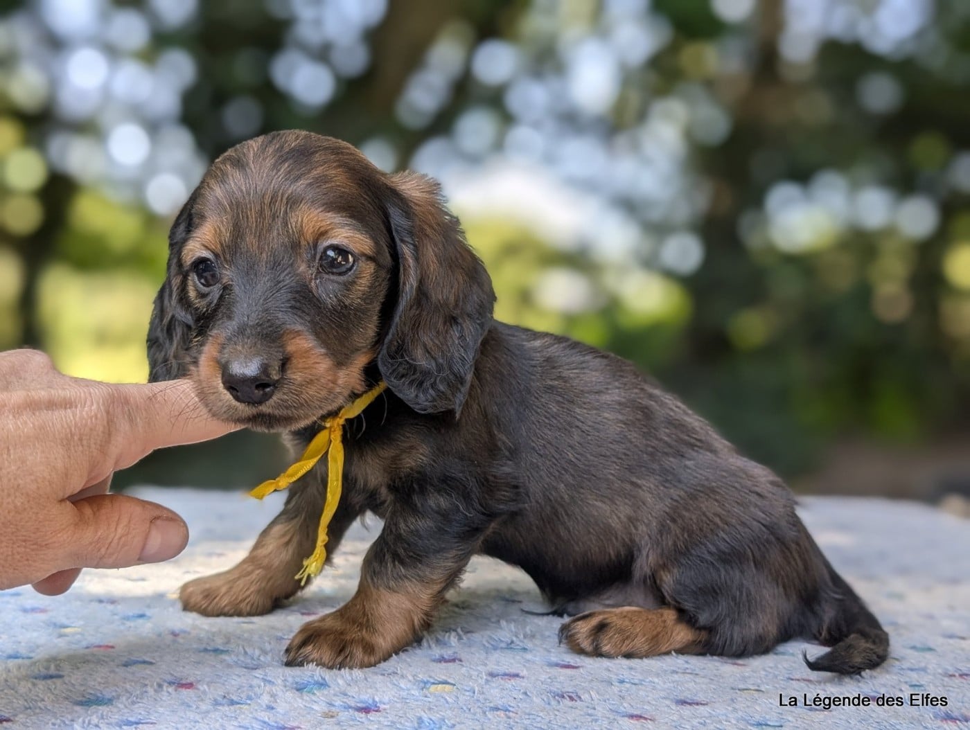 Chiot N°3