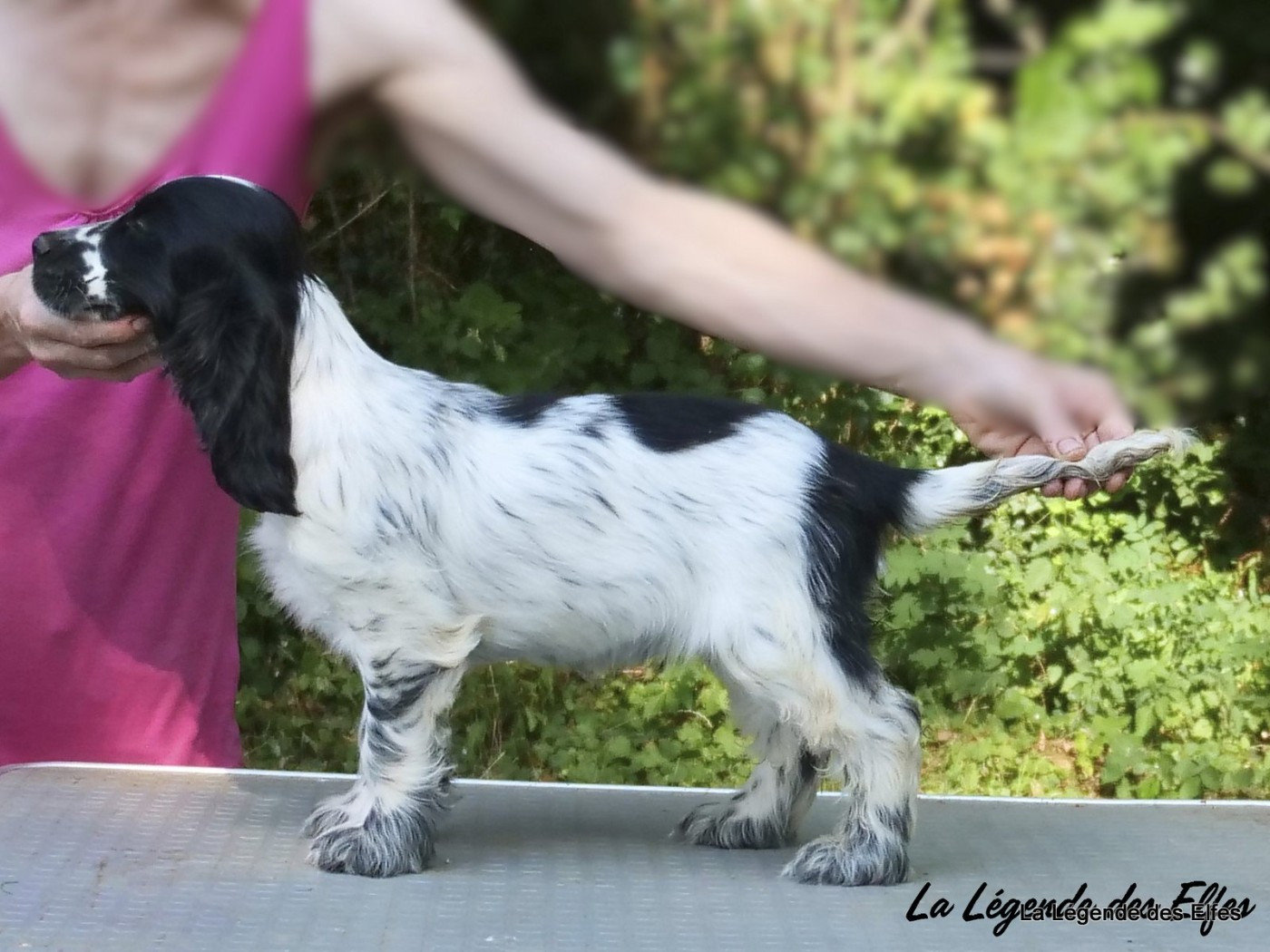 Baccarat de la Légende des Elfes