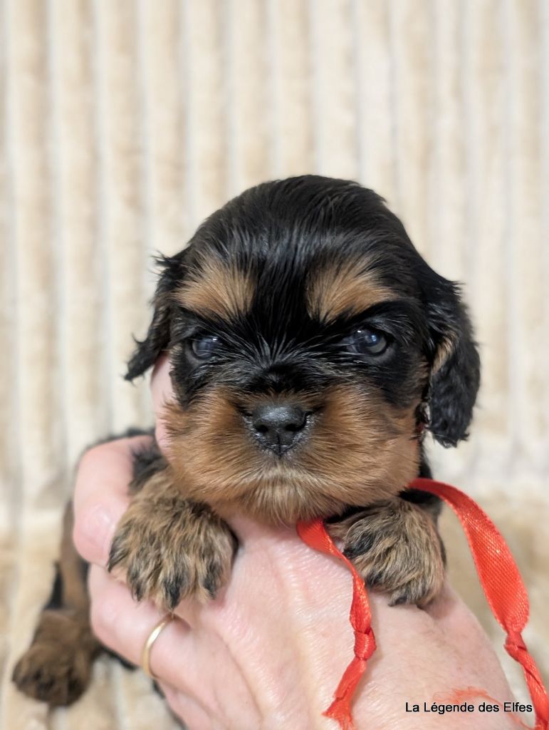 A---de la Légende des Elfes